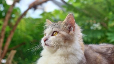 Uzun kürklü bir kedinin yakın çekimi ve beyaz kül ve kahverengiden oluşan 3 renk tahtanın üzerinde rahatlarken ve öğleden sonra parkta yuvarlak gözlere bakarken..