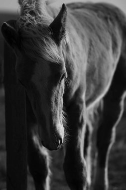 Büyükbabalar doğaldır. Libert Kanada.