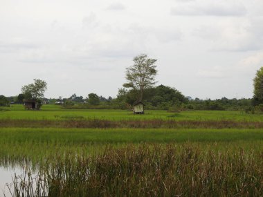 Pirinç tarlasının ortasında küçük bir kulübe.