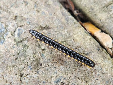 Bir Kırkayak (Paraustraliosoma sp.) Kayaların üzerinde yürüyor.