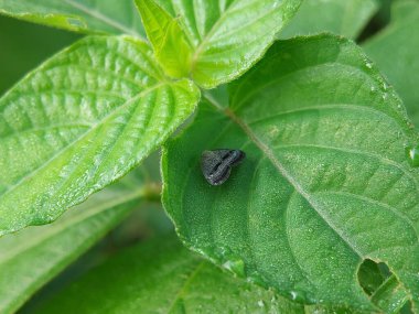 yeşil yaprak üzerinde güzel mavi kelebek