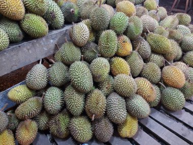 Durian 'lar, Endonezya' nın tipik lezzetli meyveleri.