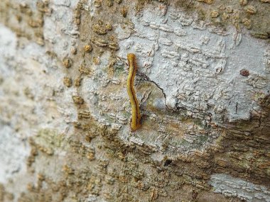 Ağaçtaki küçük sarı tırtıl.