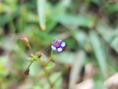 Sahte farekulağı (Lindernia procumbens) çiçek