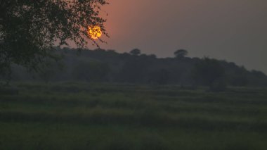 Çadırdaki şirin at, doğanın güzelliği. 