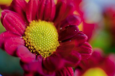 Kırmızı kasımpatı çiçeğine yakın çekim 