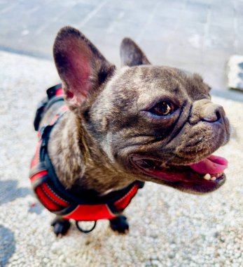 Komik gülüşlü Fransız Buldog manzarası