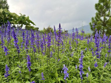Salvia farinacea 'nın güzelliği, arka planda dağ bahçesinde çiçek açıyor.