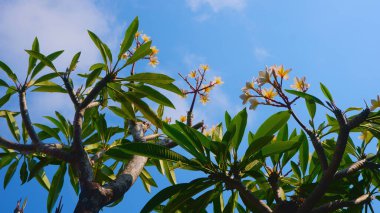 Frangipani ya da Plumeria ağaçlarının mavi arkaplanlı güzel dalları