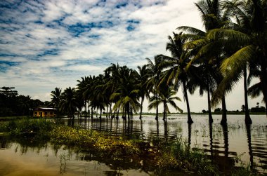 Sel basmış Palm - Kuzey Cotabato Filipinleri 'nde bir hindistan cevizi çiftliği