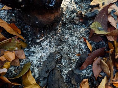 Kuru yapraklarla çevrili yanmış yapraklar.