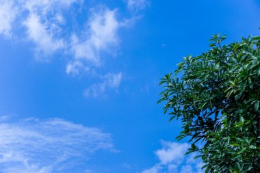 Bulutlu gökyüzü manzarası ve yeşil yapraklar