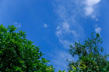 Bulutlu gökyüzü manzarası ve yeşil yapraklar