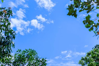Bulutlu gökyüzü manzarası ve yeşil yapraklar
