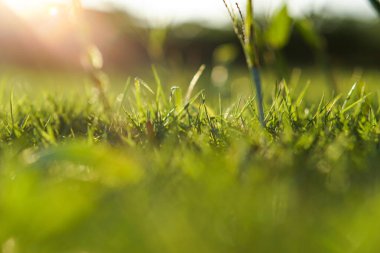 Öğleden sonra yeşil çimenleri ve ağaçların gölgeleri olan güzel bir avlu. Arkaplan için Bokeh etkisi