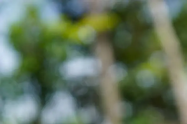 Ormanın arka planı. Tasarımınız için yeşil odaklanmış arkaplan.