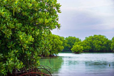 Güzel bir göl ve mangrov ormanı manzarası.