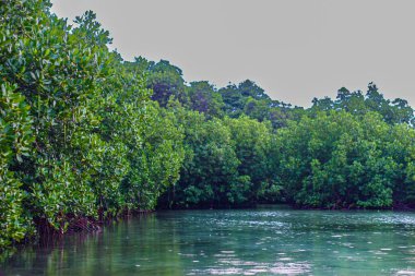 Güzel bir göl ve mangrov ormanı manzarası.