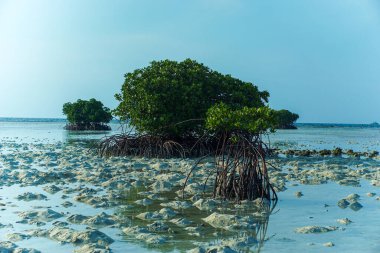 Dalgalar çekildiğinde mangrov ağaçlarının portresi