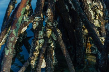Parazitlenmiş mangrov kökünün yakın plan görüntüsü