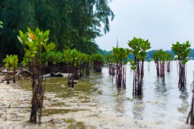 Kıyı şeridinde yeni yetişmiş mangrov ağaçlarının manzarası.