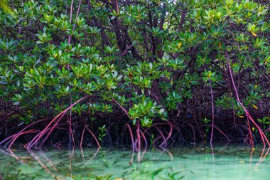 Mangrov ormanının manzarası ve yeşil sularıyla göl.