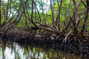 Nehir çekildiğinde mangrov ağaçları ve kökleri görünür.