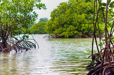 Mangrov ormanının manzarası ve yeşil sularıyla göl.