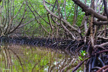Nehir çekildiğinde mangrov ağaçları ve kökleri görünür.