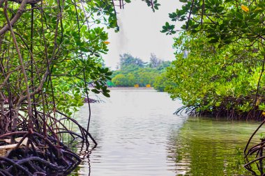 Mangrov ormanının manzarası ve yeşil sularıyla göl.