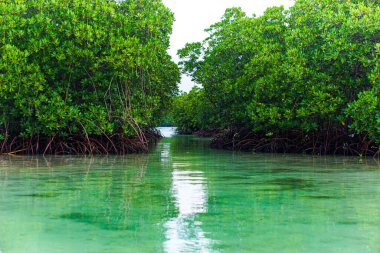 Mangrov ormanının manzarası ve yeşil sularıyla göl.