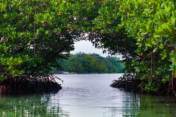 Mangrov ormanının manzarası ve yeşil sularıyla göl.