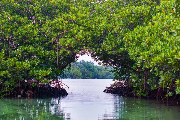 Mangrov ormanının manzarası ve yeşil sularıyla göl.