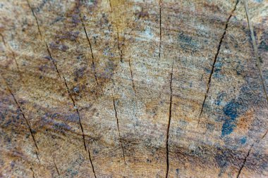 Ağaç halkası eski aşınmış ahşabı kesik kütüğün bir kesiti ile desenlendirmiş. arkaplan için kullanılıyor