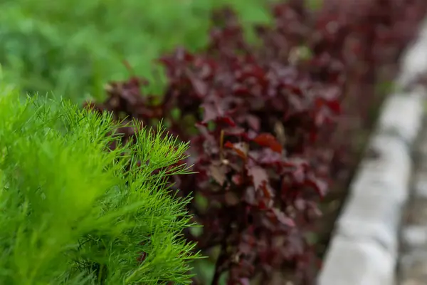 Bahçedeki canlı yeşil ve kırmızı yapraklı bitkilerin yakın plan görüntüsü..