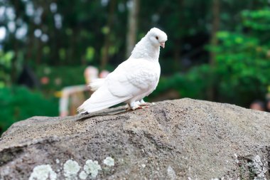 İki beyaz güvercin, yemyeşil bir kayanın üzerine tünemiş, sükunet saçıyor..