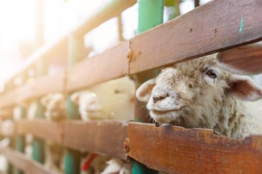 Yeşil, doğal bir çevrede çitin içinden bakan bir koyun. kavramsal bayram kutlaması.