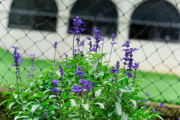 Arkasında bulanık bir bina olan çitin yanında açan güzel mor çiçekler..
