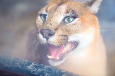 Keskin dişler ve yoğun yeşil gözler gösteren, camın arkasında hırlayan vahşi bir puma 'nın yakın çekimi