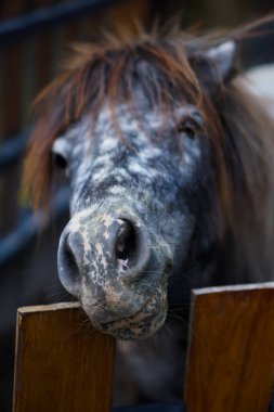 Benekli burunlu ve yüzlü bir midillinin yakın çekimi, eşsiz kürk dokusunu ve doğal detaylarını vurguluyor..