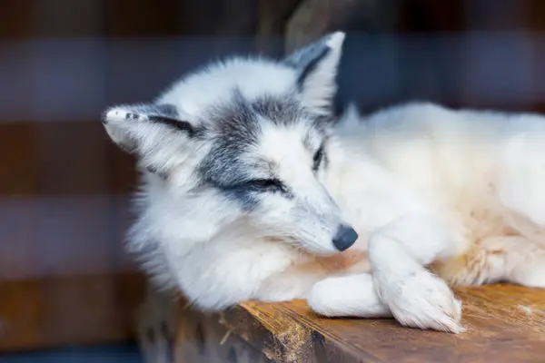 Çarpıcı bir kutup tilkisi, beyaz ve gri kürklü bakışlarıyla, tahtadan bir yüzeyde dinlenirken sakince bakar..