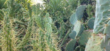 Sonbahar bahçesinde kaktüs bitkisi