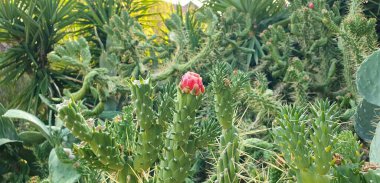 cactus plant flower in autumn garden clipart