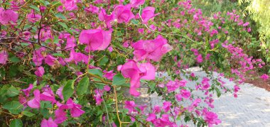 Pembe Bougainvillea sık sık zarif çiçekleri ve göz alıcı renkleriyle tercih edilen bir süs bitkisidir..