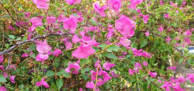 Pembe Bougainvillea sık sık zarif çiçekleri ve göz alıcı renkleriyle tercih edilen bir süs bitkisidir..