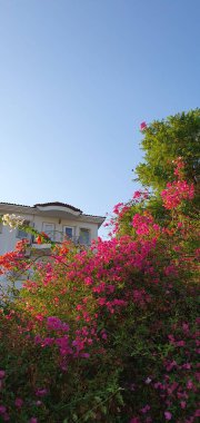 Türkiye 'nin tatil bölgelerinde Bougainvillea ve sokak manzaraları