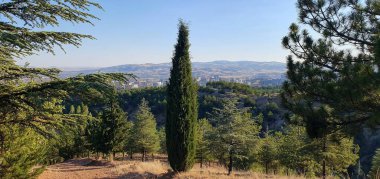 Çam kozalaklı yaz arkaplanı. Bitki türleri Cupressus sempervirens.