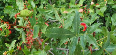 Terebinth ağacının yaprağında safra oluşumu, (itlembik - Pistacia terebinthus).