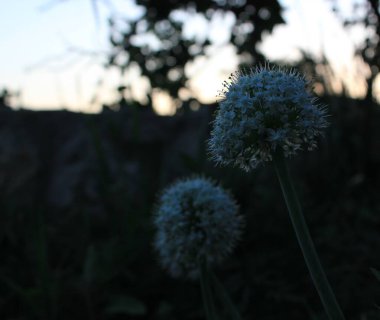 Allium cepa çiçeği ve infloresans, soğan soğanı ya da sıradan soğan olarak da bilinen anter ve lekeyi gösterir.