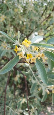 Elaeagnus angustifolia (Oleaster) ağacı çiçekleri. Bir ağacın çiçekli dalları..